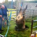 황소와농부 이미지