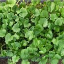 김해농약종묘사 이미지