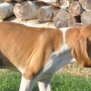 화이트 켄넬 이미지