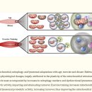 Re: Treg cell 미토콘드리아 기능 장애 --＞ 자가면역질환 이미지