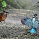 자글자글 이미지