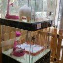 매력it개 이미지