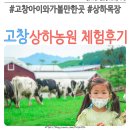 홀스타인 빌리지 | 고창 상하농원 입장료 할인 그리고 송아지 우유주기 체험 후기