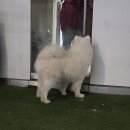 겨울이 머무는 집 | 홍대마포구 데이트 코스! 사모예드카페 겨울이 머무는집 방문후기!