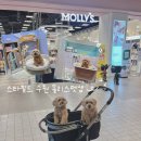 몰리스펫샵 | 강아지와 함께 쇼핑 데이트 스타필드 수원 몰리스 펫샵 방문기
