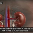 신장에 좋은 음식, '이것'으로 지켜요 이미지