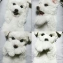 블링펫살롱 이미지