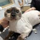 함께냥 본점 이미지