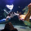 대전아쿠아리움 이미지