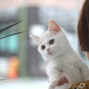 나는 고양이에 빠지다 이미지