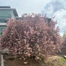 양성관 | (여행) 경북 경산 겹벚꽃,유채꽃 명소 - 대구대학교 다솜관(인재양성관)