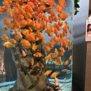 대전아쿠아리움 | 🐠 대전 신세계 엑스포 아쿠아리움 방문 후기