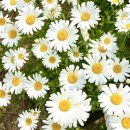 용장천 | [서산 여행] 샤스타 데이지가 가득한 용장천 후기