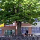 무안초등학교 이미지