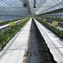 바람개비 딸기학교 이미지