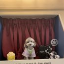 펫살롱 노아 | [어나더베이비] 요즘시대 강아지들이 노는 법 ㅣ 반려동물동반 영화관에 다녀왔어요