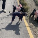 GPS 애견학교 이미지