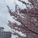 좌광천3(자전거도로) | [부산] 기장벚꽃명소 좌광천 🌸 개화현황 및 튤립명소 🌹