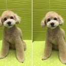 애플동물병원