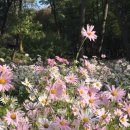 삼문송림길 이미지