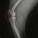 라온 동물 메디컬센터 이미지