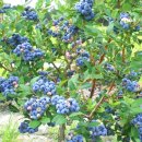 청도농장 이미지