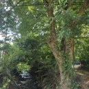 당숲 느티나무 앞 이미지