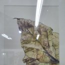 색연필 식물 세밀화 이미지