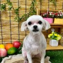 이쁘개귀엽개 이미지