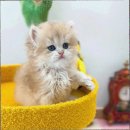 감염병으로부터 우리 아이 건강하게 키우기 | 파주고양이분양 키우기쉬운고양이 추천