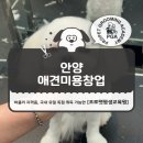 프로펫 애견샵 | 안양 애견미용창업, 반려동물 시장 지금 시작, 타이밍 좋습니다!
