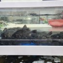 군산수족관 이미지