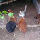 꼬꼬네농장 이미지