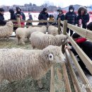 양떼목장 이미지