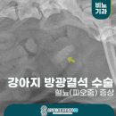 24시 신도림S동물의료센터 | 24시신도림S동물병원 13살 노령견 혈뇨,피오줌 방광결석 수술과 칼슘옥살레이트