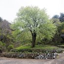 대법사 Daum카페