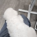 루피펫살롱 이미지