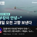 부산 관종 상어 부캉이 근황 이미지