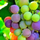 진수성찬 이미지