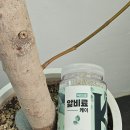 ㈜케이 | 텃밭 화분 수경식물 어디든 사용이 가능한 가능한 6개월지속 코팅비료 만능식물영양제 닥터조 알비료케이