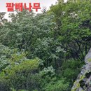 계양산 달마도 종주 (계양산 테마산행 시리즈 7, 마지막회) 이미지