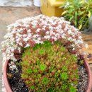 SG스크린골프연습장 삼봉점 이미지