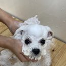 댕댕박사 이미지