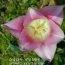 꽃길만걷자 이미지