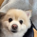 애견의 정원 이미지