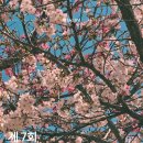 그늘막28 | 🌸3/28(토) 김해 율하 벚꽃축제 실시간 후기