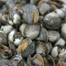 꼬막꼬막 이미지