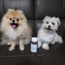 그린덴탈 | 본그린 덴탈 트릿 후기