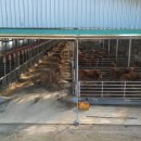 주철농장 이미지