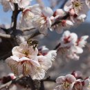 매화농원 이미지